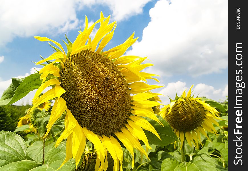 Beauty yellow sun flowers. Blue sky white big clouds. Beauty yellow sun flowers. Blue sky white big clouds