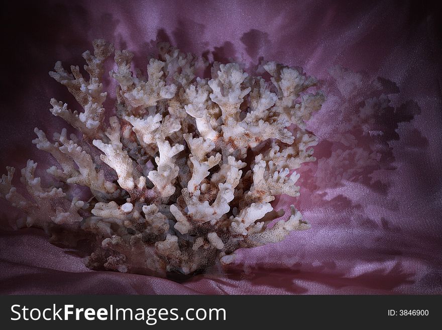 Sea coral on the pink background