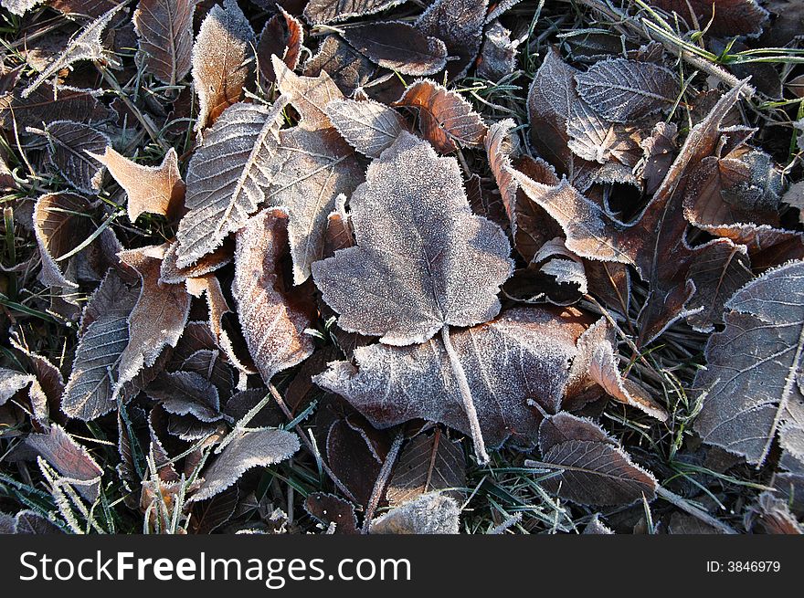 Frozen leaves on a horizontal format