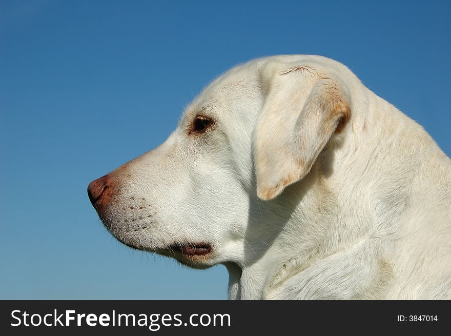 Portrait of labrador outdoors with blue sky