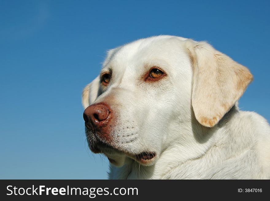 Portrait Of Labrador