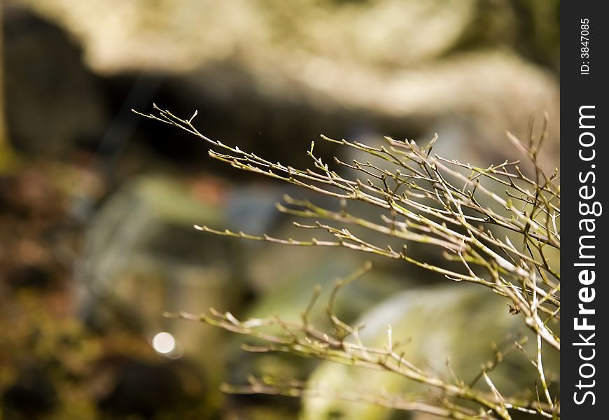 Bare branches of the black olive tree