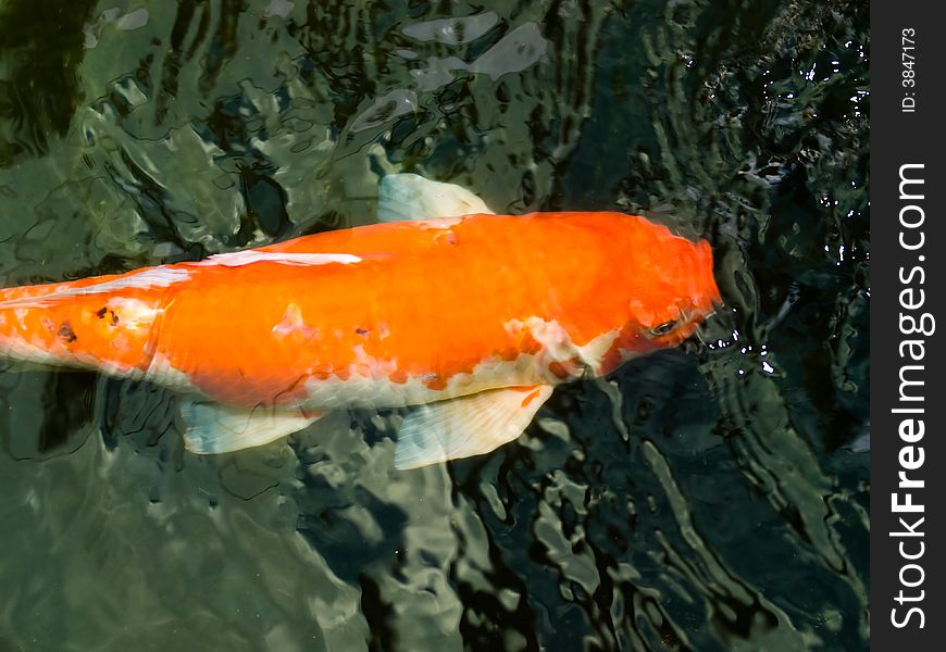 Carp seen from overhead just under the surface of a pond