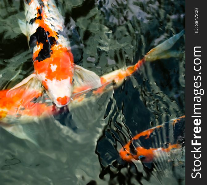 Carps seen from overhead just under the surface of a pond