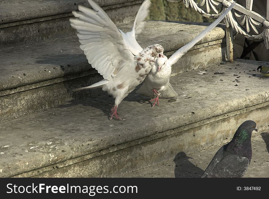 Pigeons on a stone ladder,bird