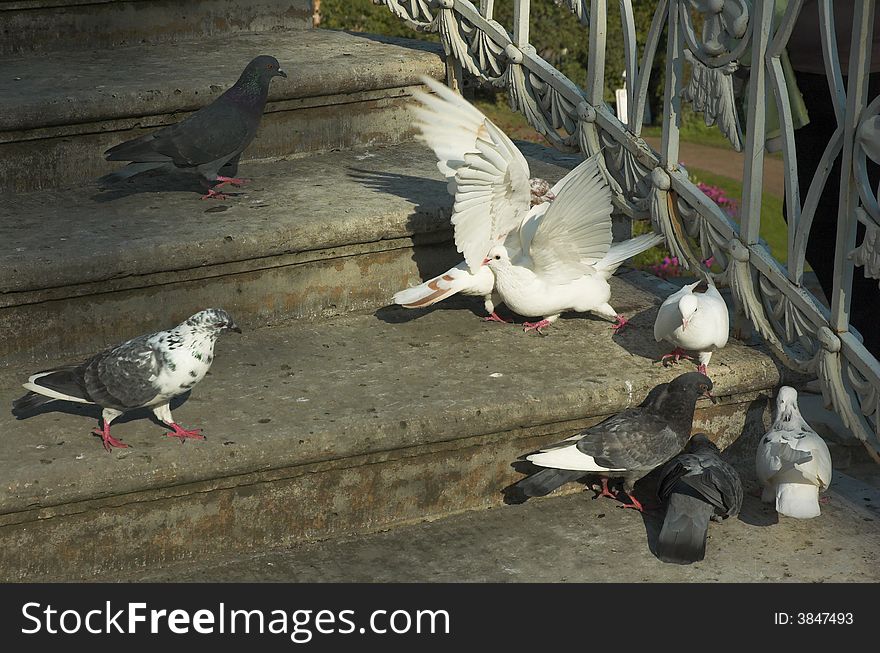 Pigeons on a stone ladder