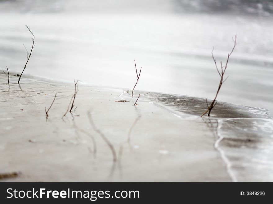 Freezed dry bush in water in, outdoor photo