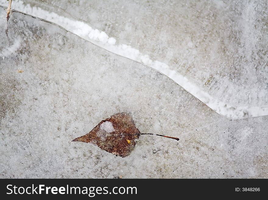 Freezed leafs in water in, outdoor photo