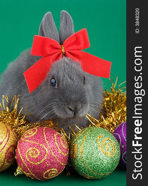 Lying grey bunny wearing a red bow and christmas decorations on green background. Lying grey bunny wearing a red bow and christmas decorations on green background