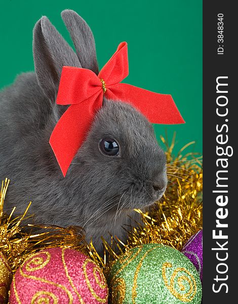 Lying grey bunny wearing a red bow and christmas decorations on green background. Lying grey bunny wearing a red bow and christmas decorations on green background