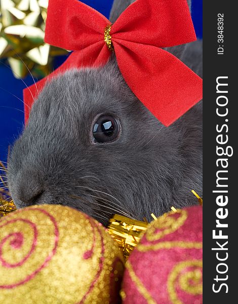 Grey bunny and christmas decoration and a big blue gift box. Grey bunny and christmas decoration and a big blue gift box