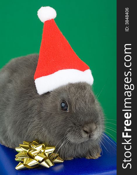 Grey bunny wearing a santa hat and a blue gift box. Grey bunny wearing a santa hat and a blue gift box