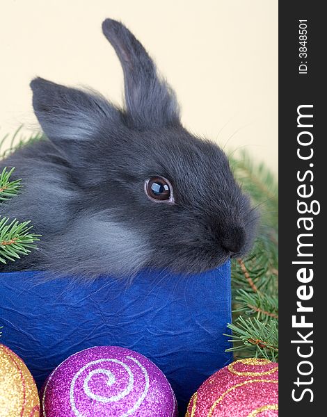 Grey bunny in an gift box and christmas decorations. Grey bunny in an gift box and christmas decorations