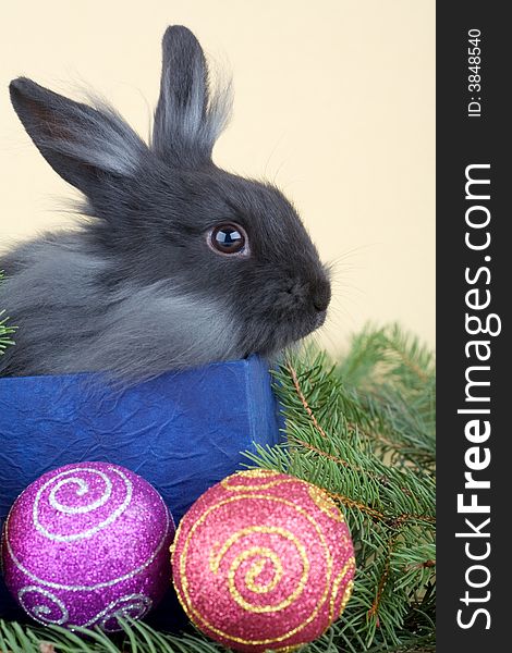 Grey bunny in an gift box and christmas decorations. Grey bunny in an gift box and christmas decorations