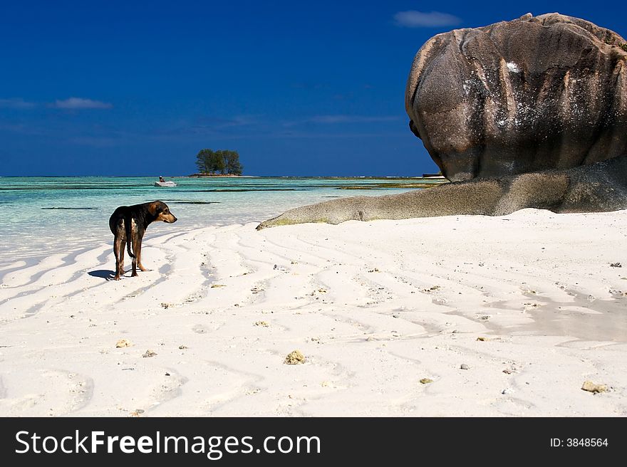 Fisherman and dog