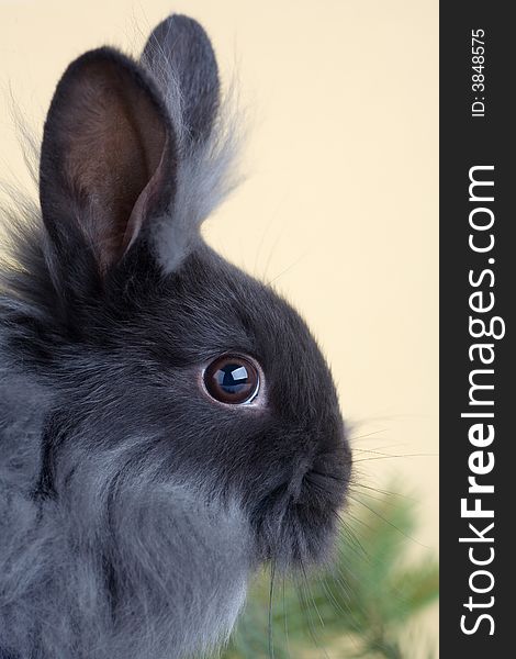 Grey bunny and christmas tree