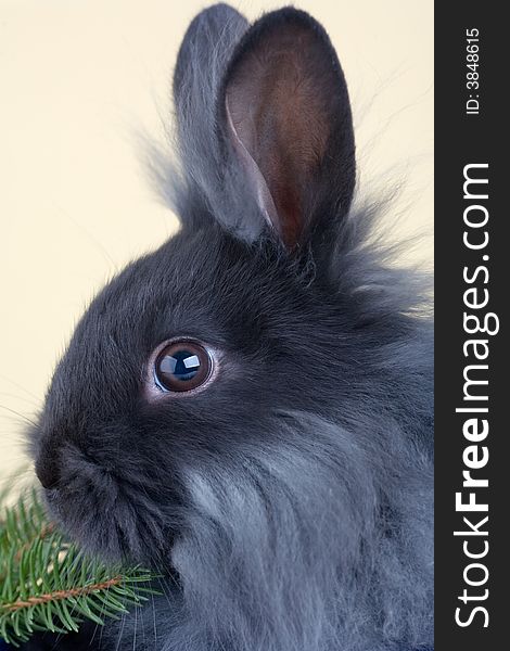 Grey bunny and christmas tree