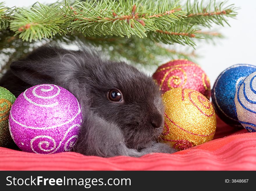 Grey bunny under the christmas tree