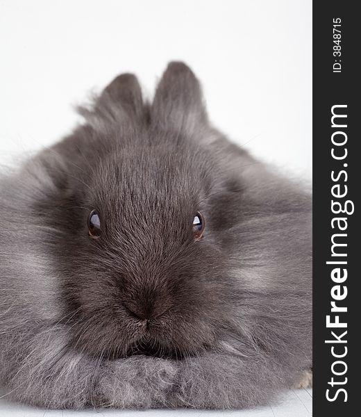 Grey bunny portrait, isolated on white