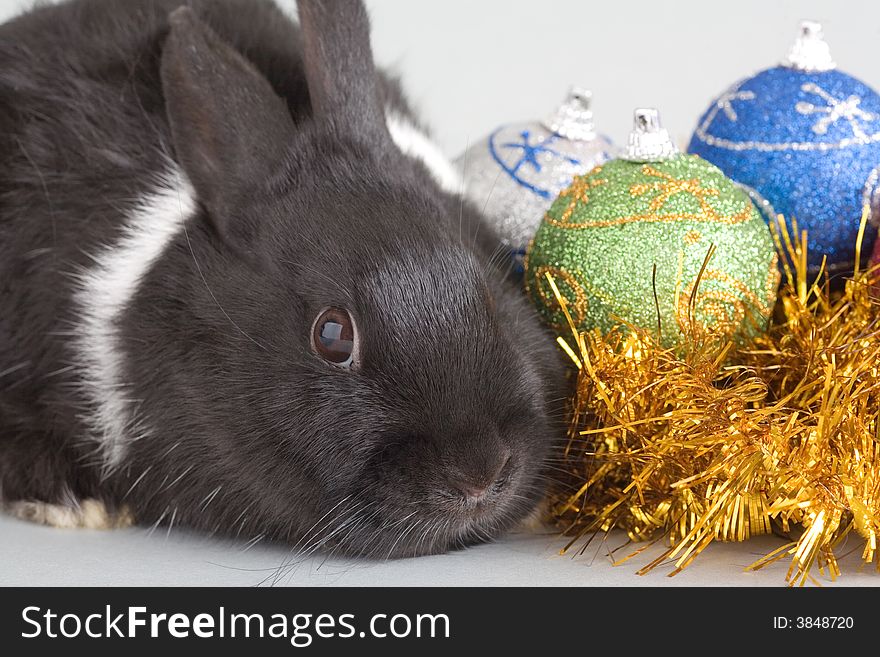 Black and white bunny and christmas decorations