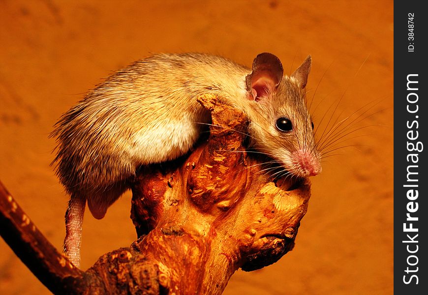 A small mouse resting on a piece of dry wood. A small mouse resting on a piece of dry wood.