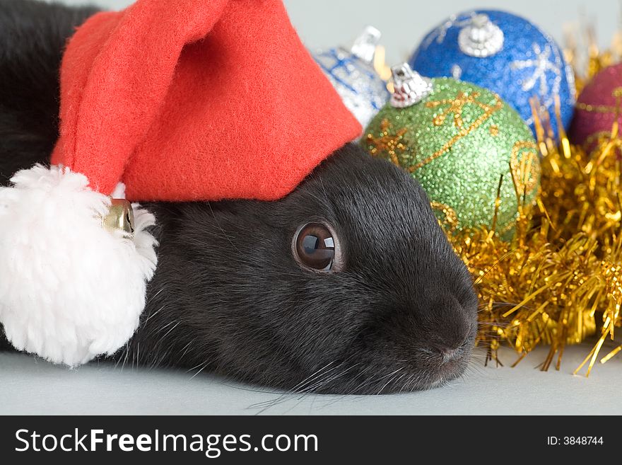 Bunny And Christmas Decorations