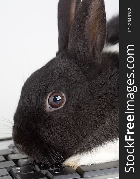 Black and white bunny on the keyboard