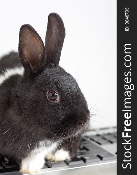 Black and white bunny on the keyboard, isolated on white