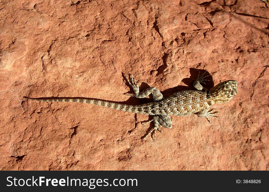 Lizard with colors blending with the red rock background. Lizard with colors blending with the red rock background.