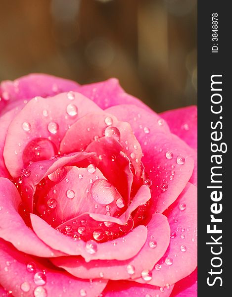 The drops inside the rose flower.