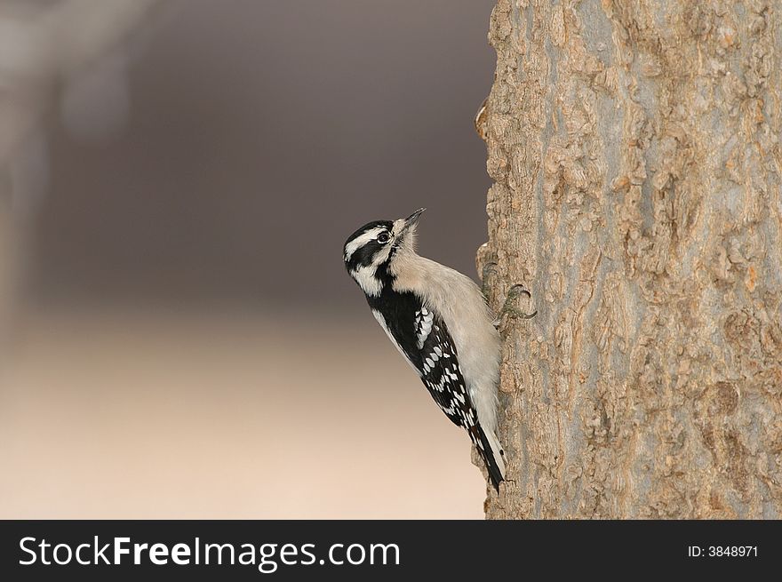 A small downey woodpecker climbing the side of a tree.