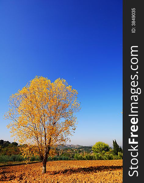 Beautiful golden tree, in autumn, Italy