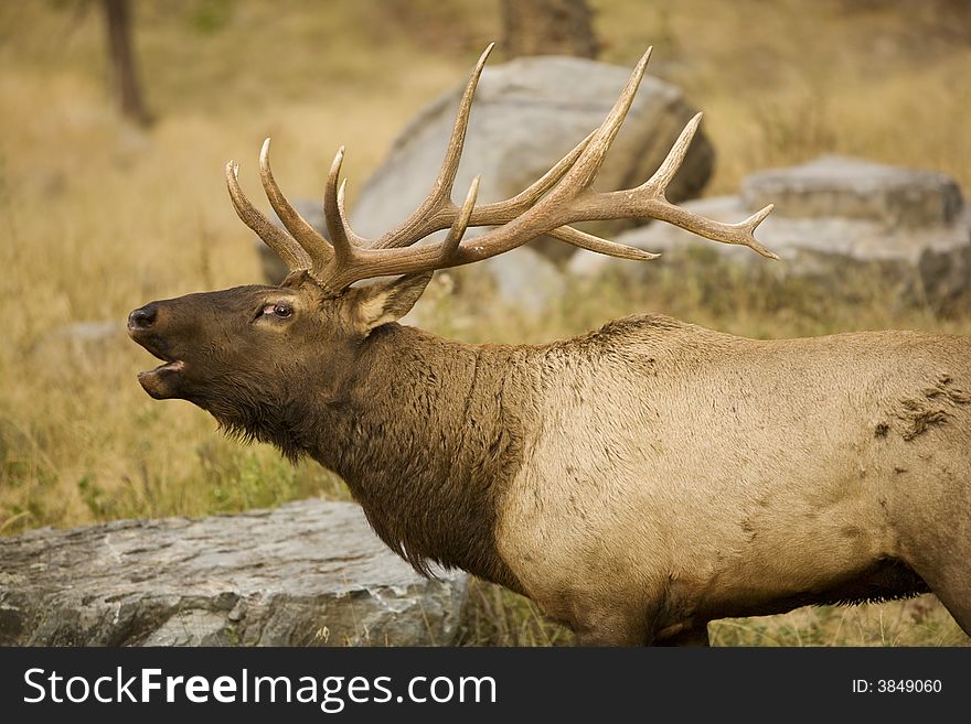 Beautiful elk in the wilderness in fall. Beautiful elk in the wilderness in fall