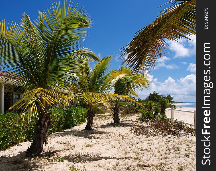 Beautiful Bagamas island in the Caribbean sea. Creat palms and awesome sand