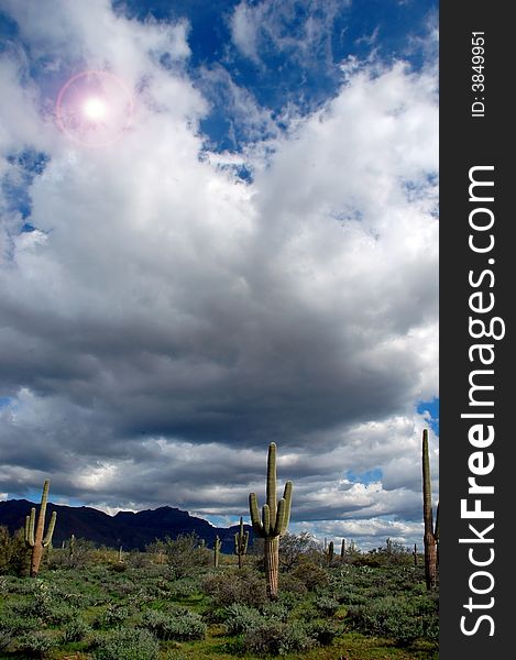 Saguaro Cactus in Arizona with sky clouds and sun in background