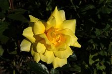 Yellow Rose Royalty Free Stock Photo Yellow Rose Royalty Free Stock Photo