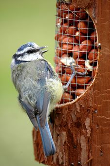 BLUE TIT ON FEEDER Stock Image