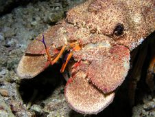 Huge Carb At Coral Reef Stock Photo Huge Carb At Coral Reef Stock Photo