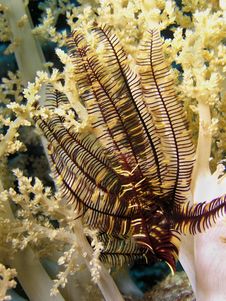Red Sea Seastar Fish On Top Of Soft Coral Stock Image Red Sea Seastar Fish On Top Of Soft Coral Stock Image