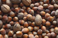 Hazel Nuts And Nuts Royalty Free Stock Images Hazel Nuts And Nuts Royalty Free Stock Images