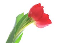 Red Tulip Royalty Free Stock Images Red Tulip Royalty Free Stock Images