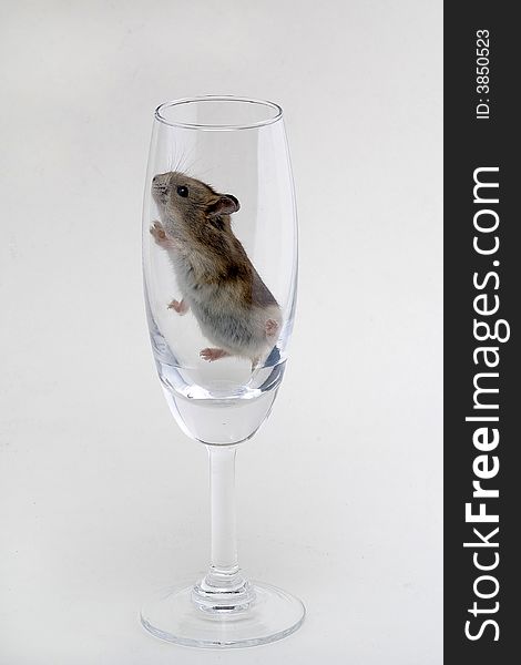 A hamsters in the glass with white background