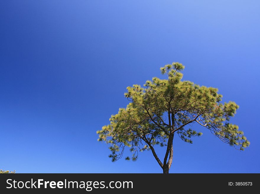 Clear Sky and alone tree , Phukradung Thailand