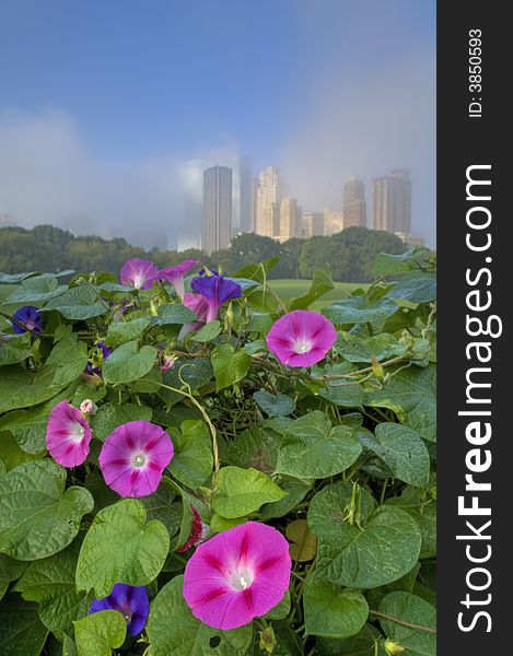 Morning glories in the early morning in Central Park. Morning glories in the early morning in Central Park