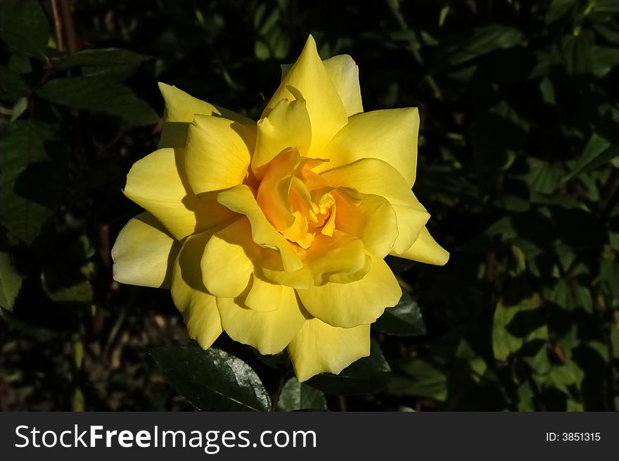 Yellow rose flower, beautiful yellow colored flower