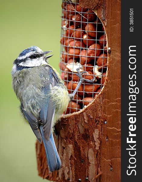 Wildlife,bird,tit,blue,on feeder,eating,nuts,open beaked,full body,green background. Wildlife,bird,tit,blue,on feeder,eating,nuts,open beaked,full body,green background