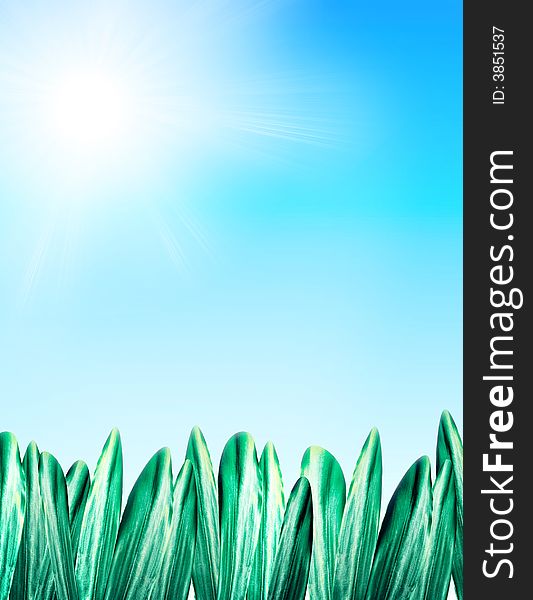 Summer Background With Grass