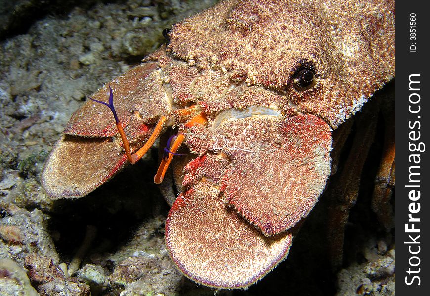 Huge crab head, night dive at coral reef, Red Sea, Egypt. Huge crab head, night dive at coral reef, Red Sea, Egypt