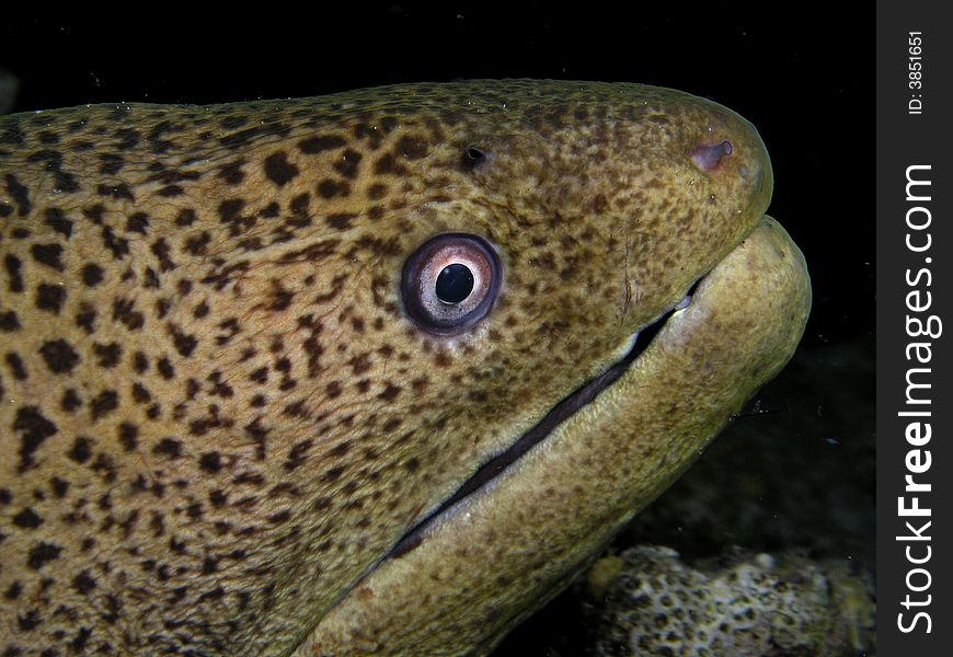 Head of Giant moray, night dive, Red Sea, Egypt