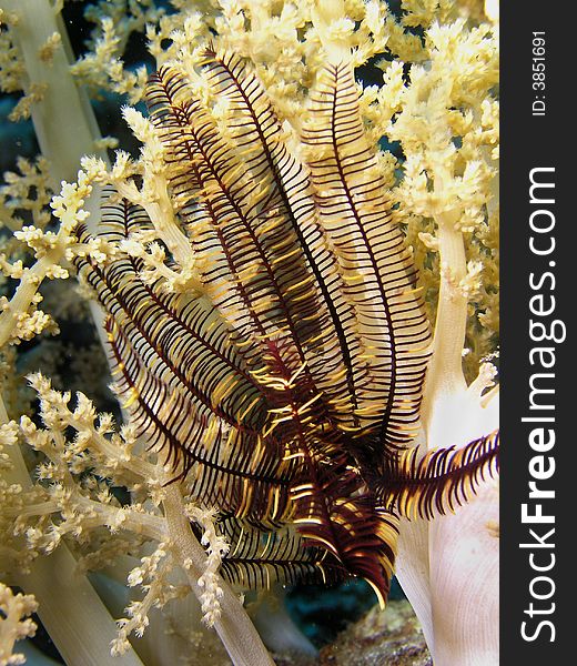 Red Sea Starfish, underwater marine life, Photo on wreck of Thistlegorm, Red Sea, Egypt. Red Sea Starfish, underwater marine life, Photo on wreck of Thistlegorm, Red Sea, Egypt